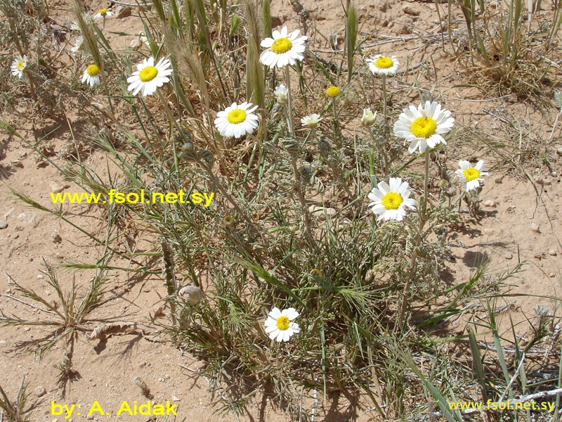 Anthemis wettsteiniana Hand.-Mazz.